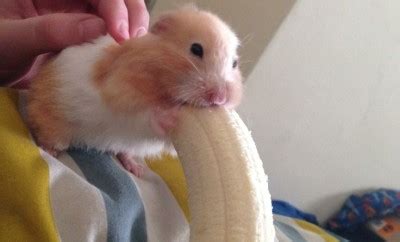 hamster eating banana